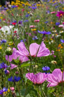 yakın çayırda çok renkli çiçekler güneş yaz gününde schwaebisch gmuend city yakınındaki güney Almanya kırsalında bakmak