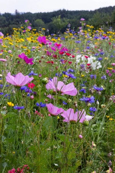Dicht Kijken Multi Kleurrijke Bloemen Weide Zonnige Zomerdag Zuid Duitsland — Stockfoto
