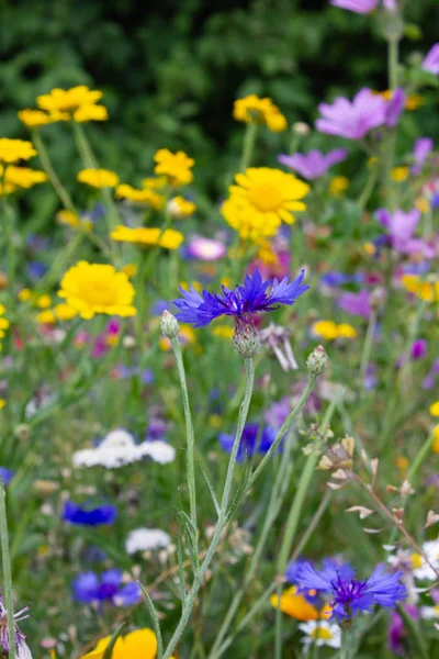 Olhar Perto Para Multi Flores Coloridas Prado Sol Dia Verão — Fotografia de Stock