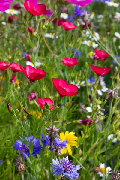 Dicht Kijken Multi Kleurrijke Bloemen Weide Zonnige Zomerdag Zuid Duitsland — Stockfoto