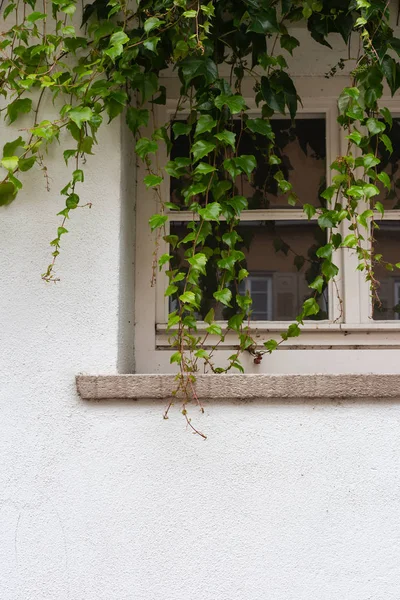 Hiedra Verde Pared Blanca Del Edificio Histórico Sur Alemania — Foto de Stock