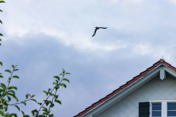 Drapieżny Ptak Burzowe Chmury Lotu Południowych Niemczech — Zdjęcie stockowe