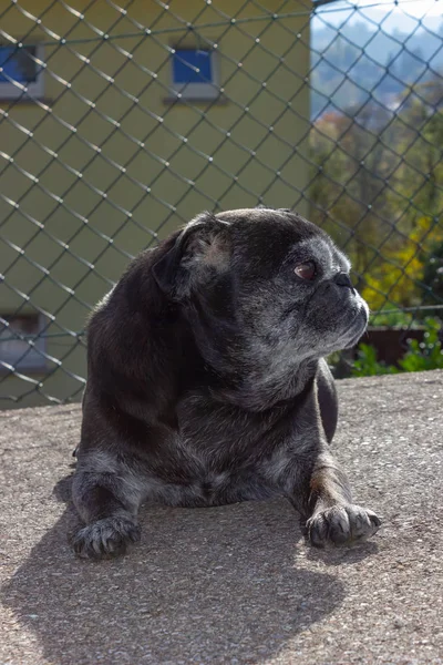 Pug Negro Llamado Adelheid Camina Por Ciudad Sur Alemania — Foto de Stock