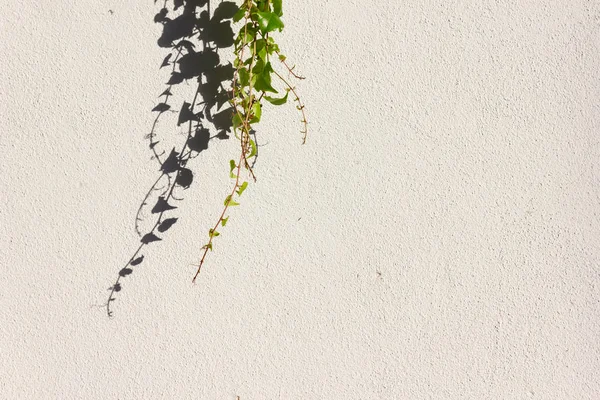 Hera Verde Uma Parede Histórica Brilhante Cidade Sul Alemanha Área — Fotografia de Stock