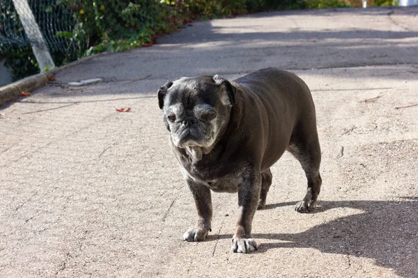 Czarny Pug Nazwie Adelheid Spacery Miasto Południowych Niemczech — Zdjęcie stockowe