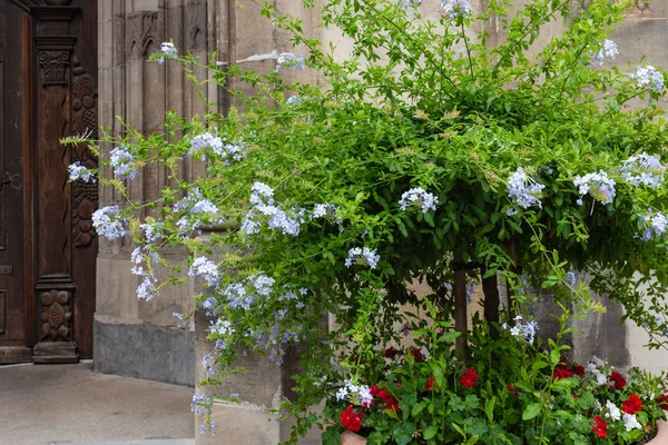 Flores Lilás Verdes Coloridas Fachada Igreja Antiga Mercado Histórico Alemanha — Fotografia de Stock