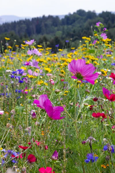 Dicht Kijken Multi Kleurrijke Bloemen Weide Zonnige Zomerdag Zuid Duitsland — Stockfoto