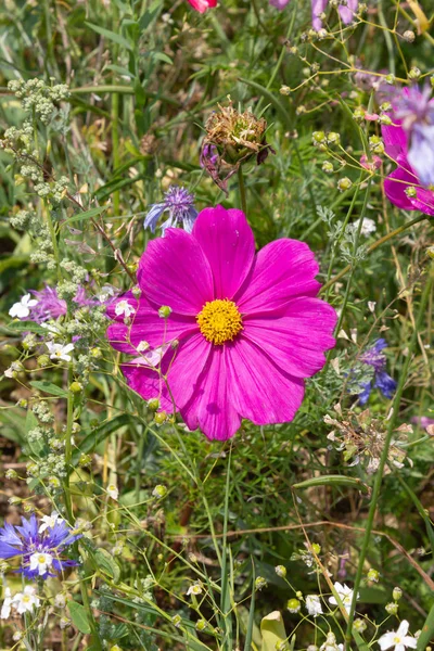 Nära Titta Multi Färgglada Blommor Ängen Vid Solsken Sommardag Södra — Stockfoto