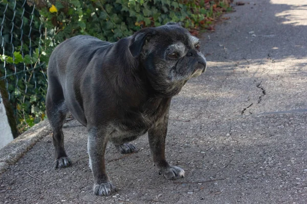 Zwarte Mopshond Genaamd Adelheid Wandelingen City Zuid Duitsland — Stockfoto