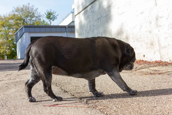 Carlin Noir Nommé Adelheid Promenades Ville Allemagne Sud — Photo