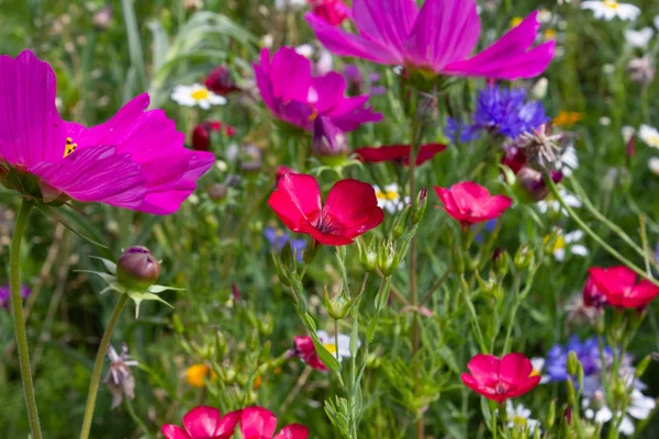 近施豪 Gmuend 城市南德乡村阳光夏日的草地上的多五颜六色的花朵密切注视 — 图库照片
