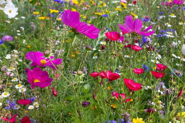 Bunte Blumen Auf Der Wiese Bei Sonnigem Sommertag Süddeutschland Nahe — Stockfoto