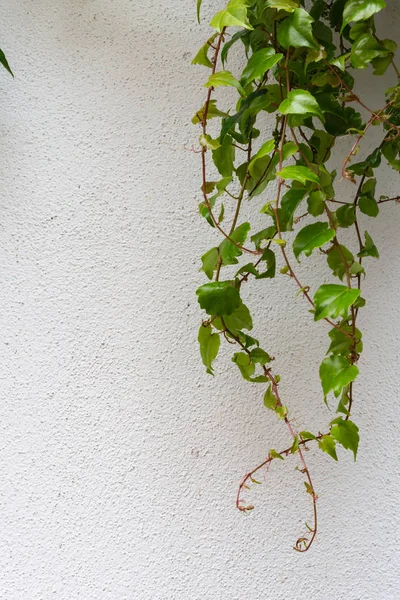 Edera Verde Muro Bianco Edificio Storico Nella Germania Meridionale — Foto Stock