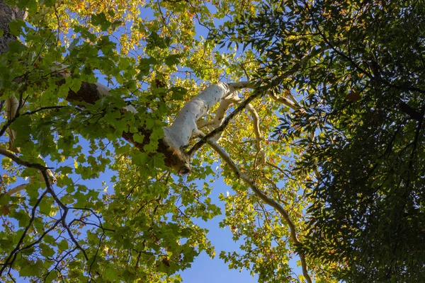 City Park Stromy Podzimní Slunečné Afternooon Německu — Stock fotografie