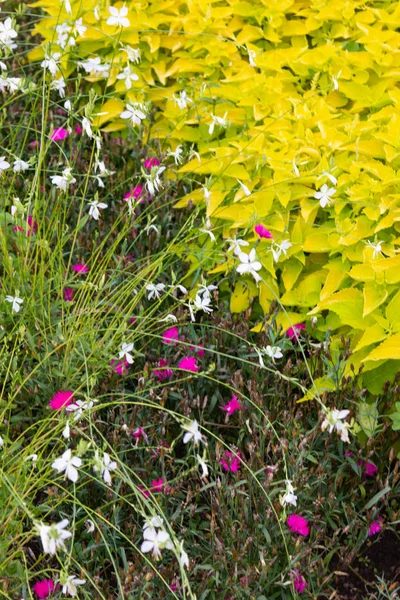 Bloem Bed Stadspark Zuid Duitsland — Stockfoto