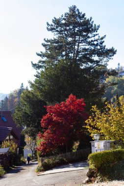 Güney Almanya kırsalında sonbahar güneşli öğleden sonra renkli bitkiler