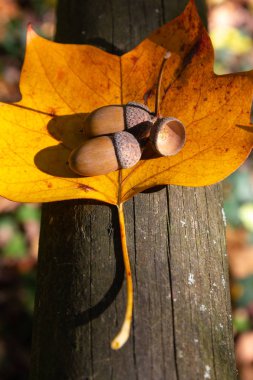 meşe palamudu fındık ve sonbahar yaprakları renkli