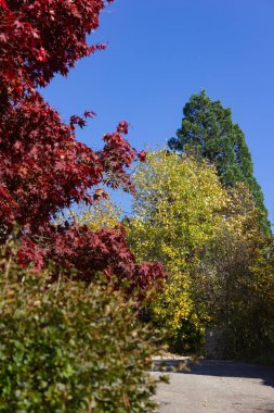 renkli Güney Almanya sonbaharda ağaçların dallarında