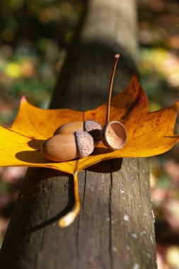 meşe palamudu fındık ve sonbahar yaprakları renkli