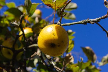 güneşli güney Almanya öğleden sonra sonbahar elma şubeleri