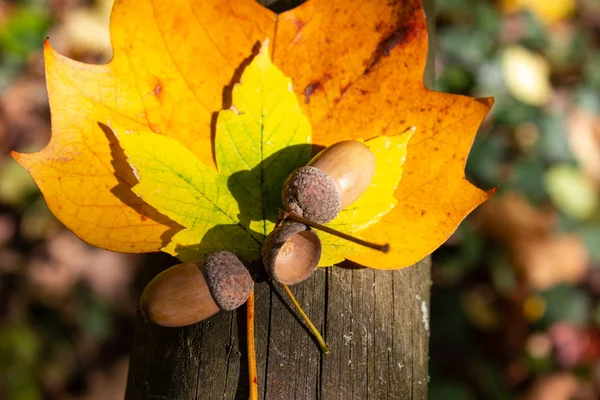 Eichelnüsse Und Farbiges Laub Herbst — Stockfoto