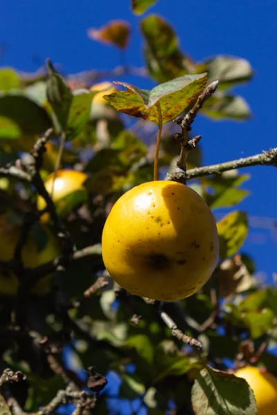 güneşli güney Almanya öğleden sonra sonbahar elma şubeleri