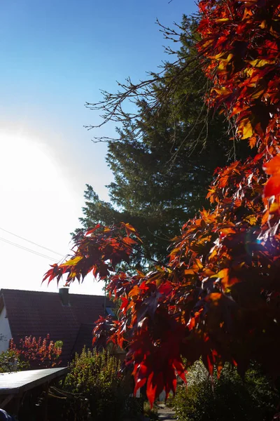 Bunte Pflanzen Einem Sonnigen Herbstnachmittag Süddeutschland — Stockfoto