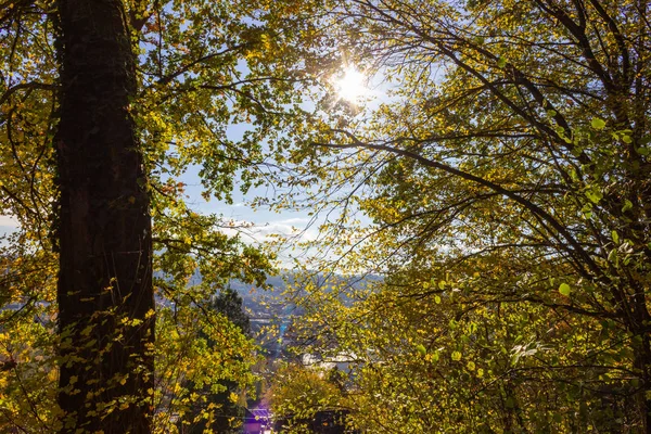 南ドイツの片田舎で秋の晴れた日の午後にカラフルな植物 — ストック写真