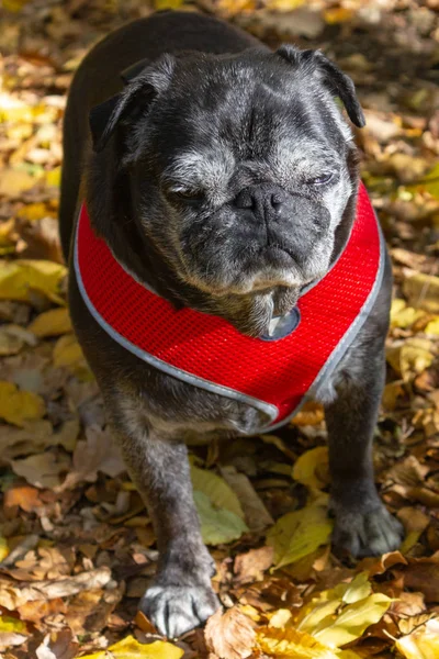 Pug Negro Caminando Aire Libre Bosque Otoño Con Hojas Coloridas — Foto de Stock