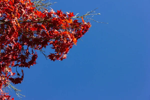 Bunte Äste Herbst Süddeutschland — Stockfoto