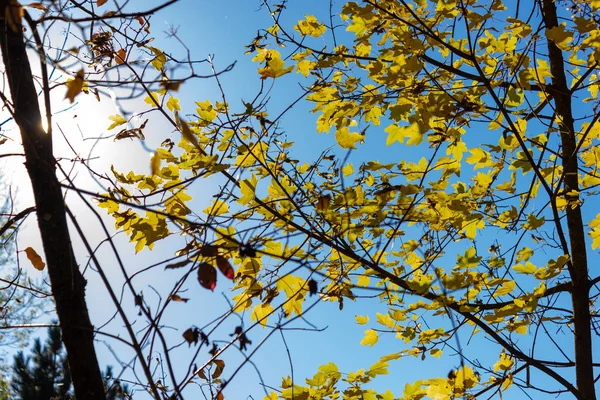 Барвисті Рослини Осінній Сонячний День Південній Німеччині Сільській Місцевості — стокове фото
