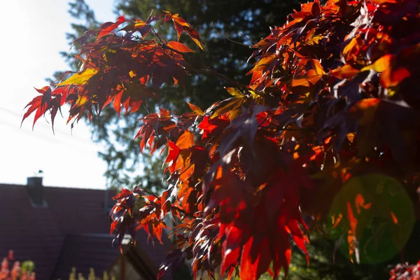 Bunte Pflanzen Einem Sonnigen Herbstnachmittag Süddeutschland — Stockfoto