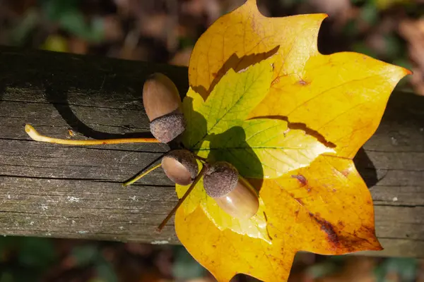 Eichelnüsse Und Farbiges Laub Herbst — Stockfoto