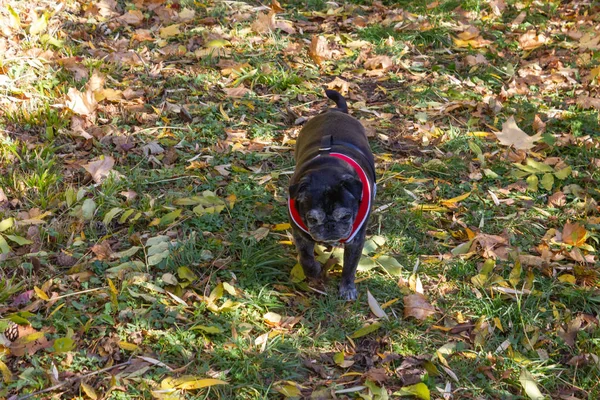 Schwarzer Mops Spaziert Draußen Herbstwald Mit Bunten Blättern — Stockfoto