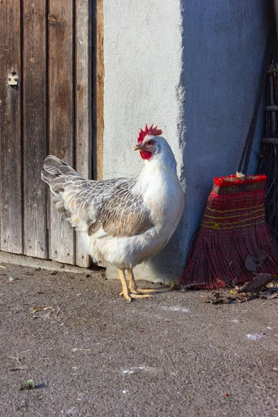 Single white hen on farm in southern Germany