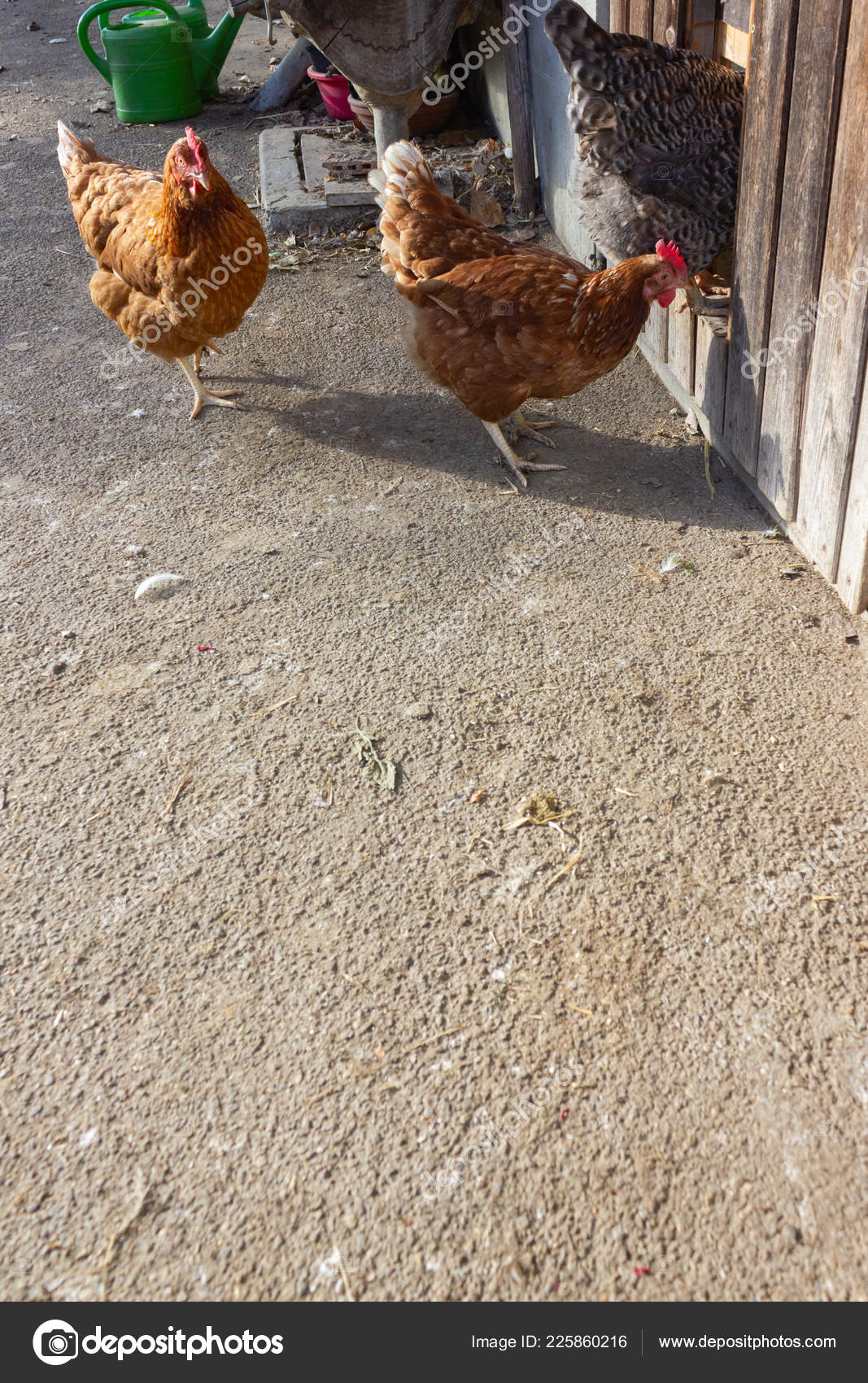 Close Van Kippenhok Deur Beierse Boerderij Stockfoto