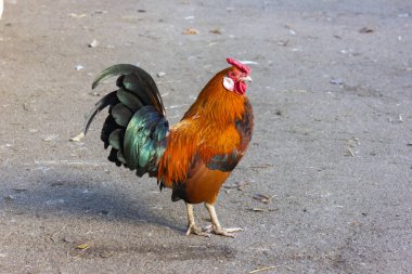 Sevimli kırmızı horoz tavuk çiftliği Bavyera