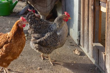 Bavyera çiftlik evi kümese kapıdan closeup