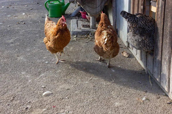 Bavyera Çiftlik Evi Kümese Kapıdan Closeup — Stok fotoğraf