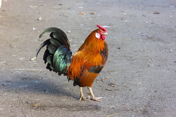 Aranyos Vörös Kakas Csirke Farm Bajorországban — Stock Fotó
