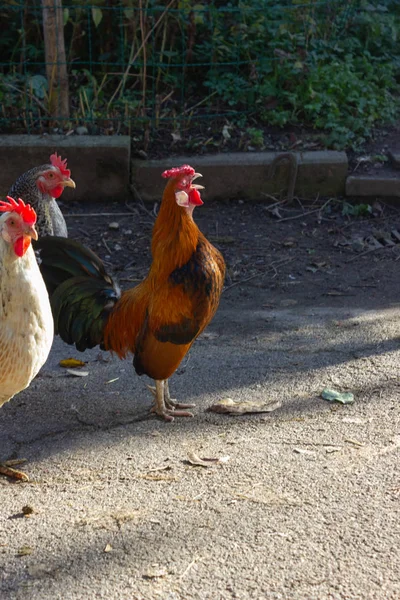 Lindo Gallo Rojo Granja Pollo Baviera — Foto de Stock