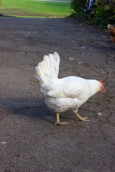 Ledige Weiße Henne Auf Bauernhof Süddeutschland — Stockfoto