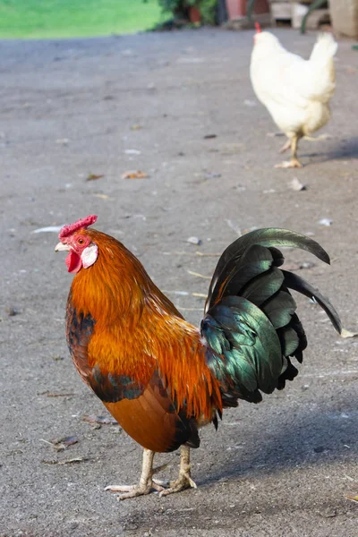 Galo Vermelho Bonito Fazenda Galinhas Baviera — Fotografia de Stock