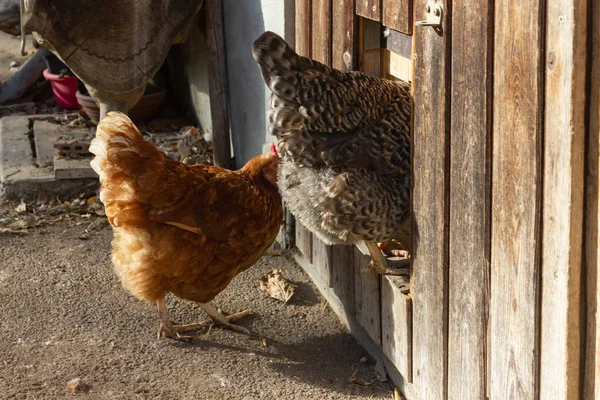 Primer Plano Puerta Del Gallinero Granja Bavariana — Foto de Stock