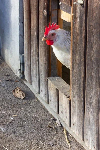 Bavyera Çiftlik Evi Kümese Kapıdan Closeup — Stok fotoğraf