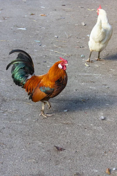 Niedlicher Roter Hahn Auf Hühnerfarm Bayern — Stockfoto