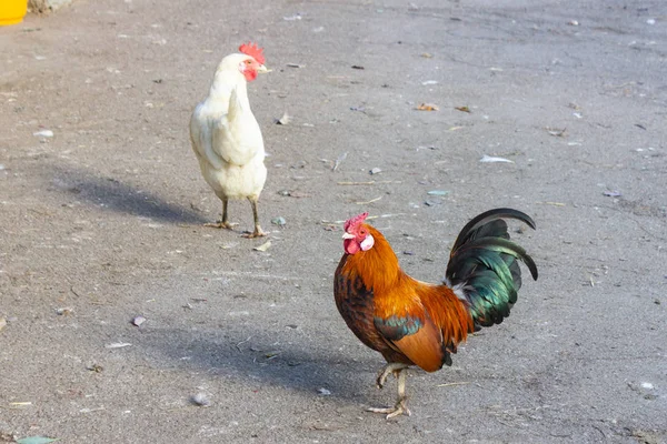 Cute Red Rooster Chicken Farm Bavaria — Stock Photo, Image