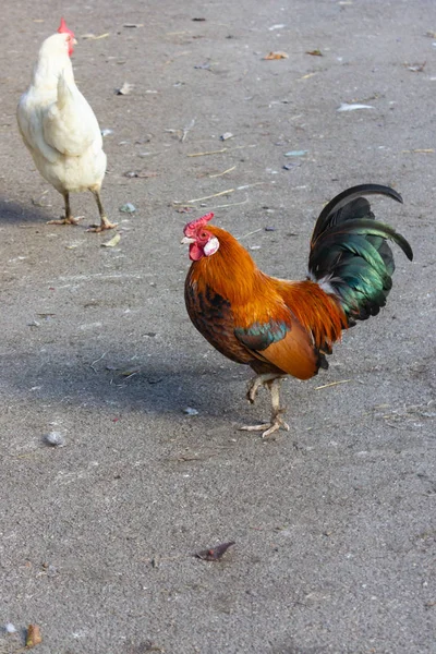 Ładny Czerwony Kogut Hodowli Kurczaków Bawarii — Zdjęcie stockowe