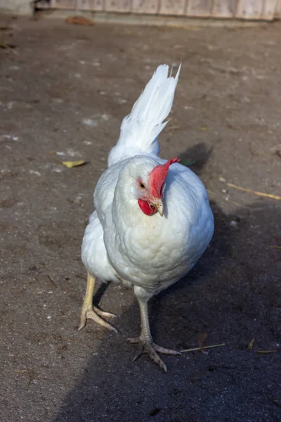 Single white hen on farm in southern Germany