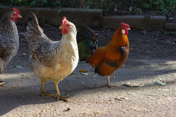 Aranyos Vörös Kakas Csirke Farm Bajorországban — Stock Fotó